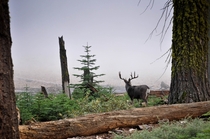 Deer looking through the mist - Sequoia National Park 