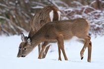 Deers in the snow Photo credit to Pablo Vidal-Ribas