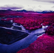 Denali Alaska  Photo by Daniel Zvereff with Kodak Aerochrome infrared-sensitive false-color reversal film