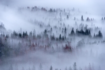 Dense fog blankets Yosemite Valley allowing only the tallest trees to peek through 