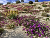 Desert Sand Verbena Abronia villosa and Brittle Bush Encelia actoni in the Anza Borrego Desert 