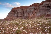 Desert wild flowers growing on a very shallow sand bed at the Grand Staircase Escalante National Monument Utah USA 