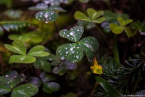 Dew-covered clovers in Redwood National Park California 