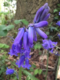 Didnt know Bluebells  were striped until I took this shot