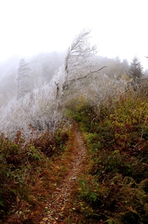 Discovered where fall ended and winter began Appalachian Trail 