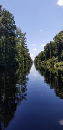 Dismal Swamp State Park NC 