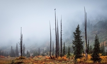 Doesnt get much moodier than dead trees fog and a lone raven Bench Lake Hike Mount Rainier 