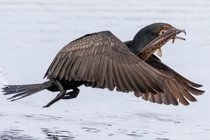 Double-created cormorant with a gar for lunch