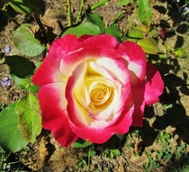 Double Delight Rose x