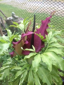 Dracunculus Vulgaris Dragon Lily a kind of corpse flower Vancouver Island BC 