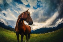 Dramatic horse pose in Paradise New Zealand 