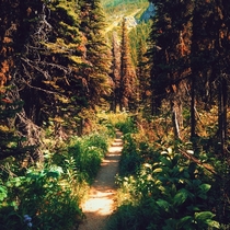 Dreamlike forest - Waterton Canada 