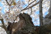 Dreamy cherry blossoms on an old gnarled tree - Washington DC 