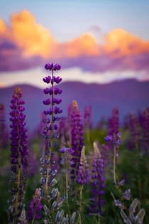 Dreamy Lupines of Sugar Hill NH 