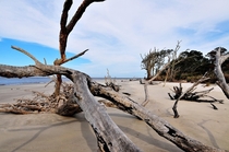 Driftwood Beach  Jekyll Island GA 