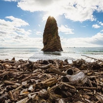 Driftwood Beach on the Oregon Coast Oregon USA  ig-natureprofessor