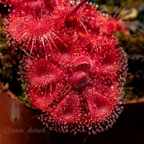 Drosera burmannii Humpty Doo a regional form of the tropical sundew which gets especially red
