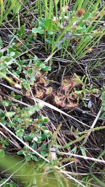 Drosera carnivorous plant found on LsDenmark 
