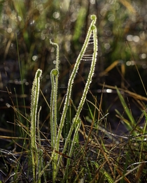 Drosera tracyi Thread leaf Sundew Photographed in Mississippi yesterday 