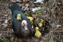 Duck aka Anatidae Anseriformes and its ducklings 