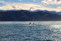 Dusky dolphins Lagenorhynchus obscurus leaping off the coast of Kaikoura New Zealand 