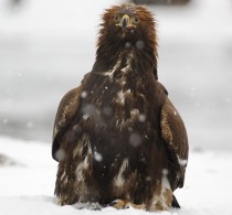 eagle overate salmon but still refuse to leave the remains 