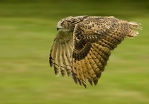 Eagle Owl panning by Ronald Coulter 
