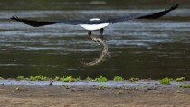 Eagle Snatches Crocodile From Riverbank 
