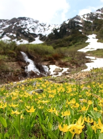 Early emergence of Glacier Lilies Erythronium grandiflorum outside Glacier National Park 