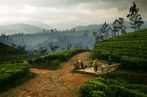 Early morning mist over Tea plantations on Sri Lanka 