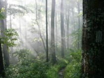 Early Morning on the Appalachian Trail 