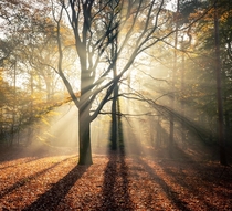 Early morning sun beams in the woodlands The Netherlands 