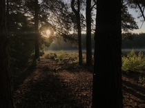 Early morning sun through the trees Surrey England OC 