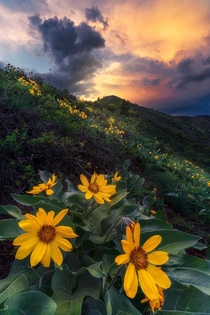Early summer wildflowers in the Radium State Wildlife area Colorado 