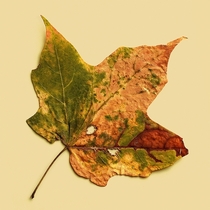 Earth Leaf  OC