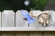 Eastern Bluebirds really dislike squirrels near their nesting box Its a Thunderdome every day