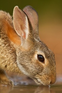 Eastern cottontail by Seth Patterson 
