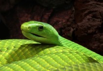 Eastern green mamba Dendroaspis angusticeps 