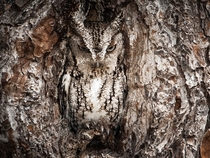 Eastern Screech Owl - Master of Disguise 