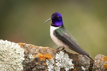 Ecuadorian Hillstar Hummingbird 
