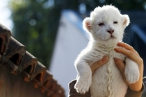 Eight-day-old white lion cub 