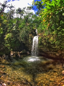 El Yunque National Park Puerto Rico x 