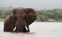 Elephant bull enjoying a morning swim