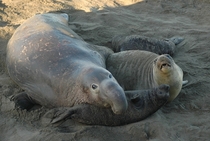 Elephant seals Piedras Blancas California