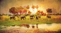 Elephants Botswana 