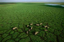 Elephants grazing in Lake Amboseli Amboseli National Park Kenya Photographed by George Steinmetz 