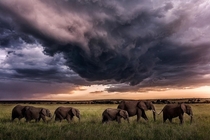 Elephants of Mara Park Enjoy the Rainny Season