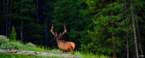 Elk Beautiful Shape of the Antlers 