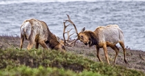 Elk Clash 