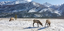Elk grazing in Jasper National Park